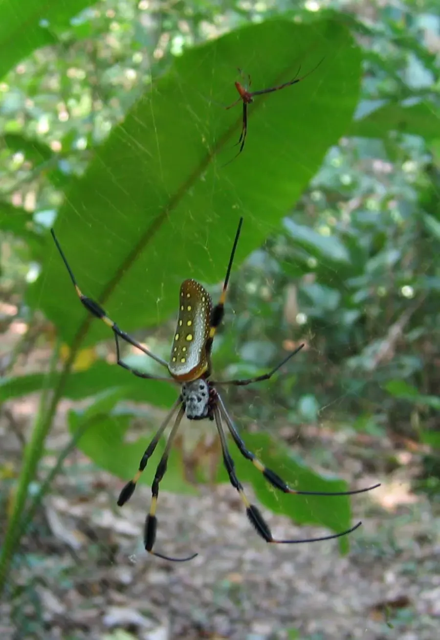 The Trichonephila clavipes card
