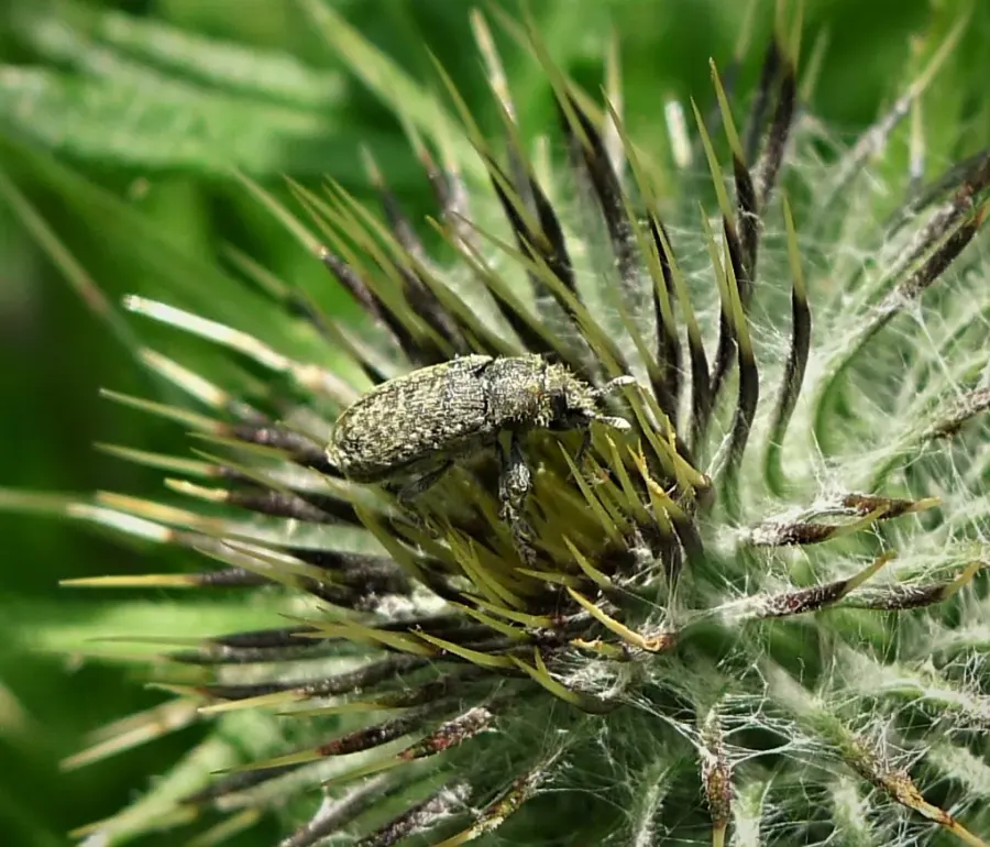 The Biological pest control card