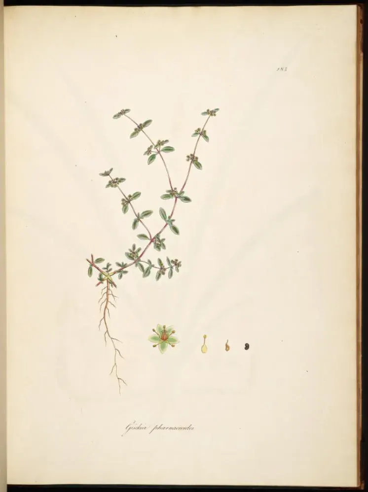 La carte Gisekiaceae