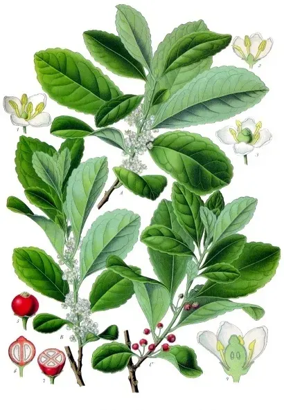 La carte Ilex