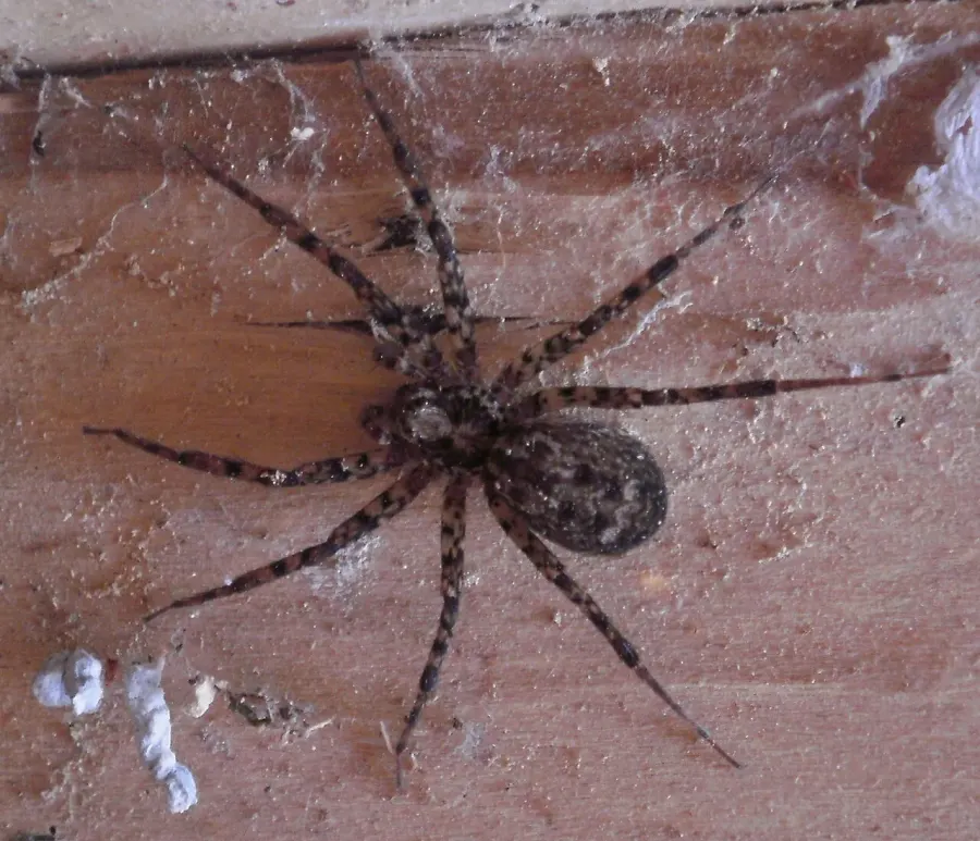 The Stiphidiidae card
