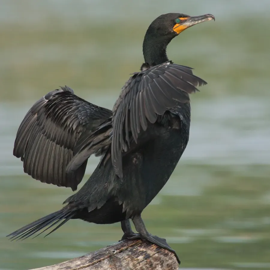 La carte Cormoran à aigrettes