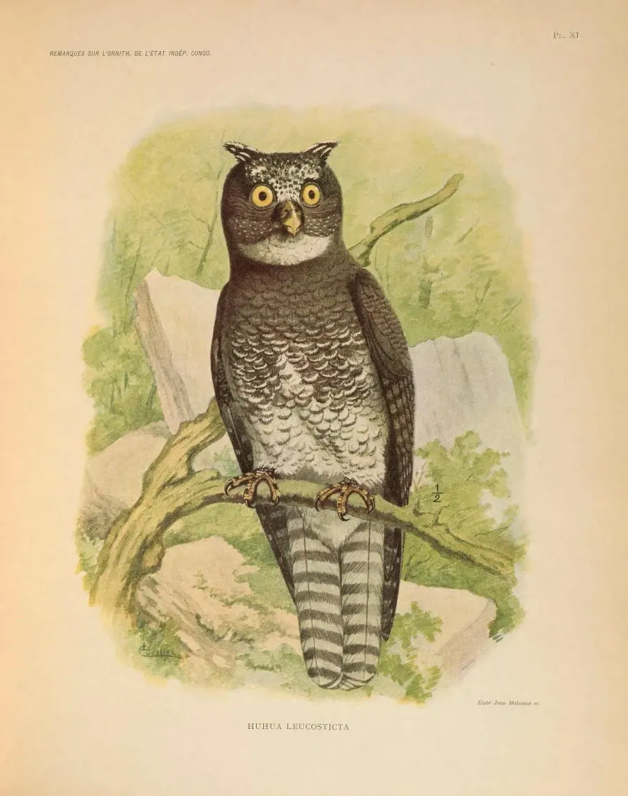 The Akun eagle-owl card