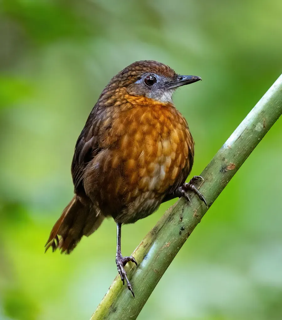 The Rusty-breasted wren-babbler card