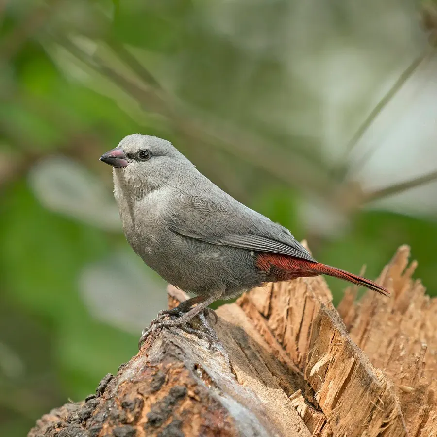 The Lavender waxbill card