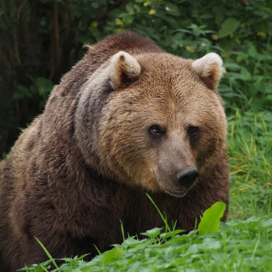 The Bear card
