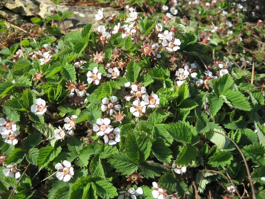 La carte Potentille à petites fleurs