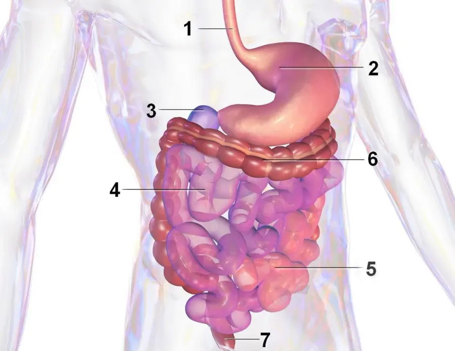 The Gastrointestinal tract card