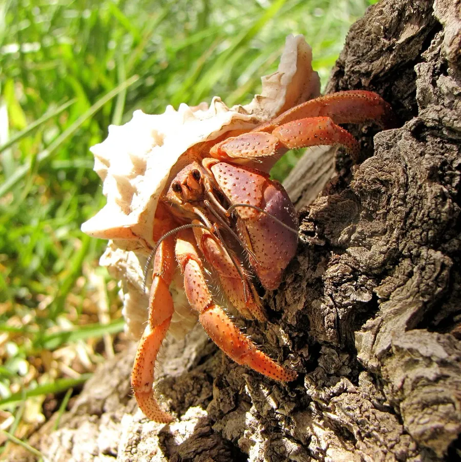 La carte Coenobita clypeatus