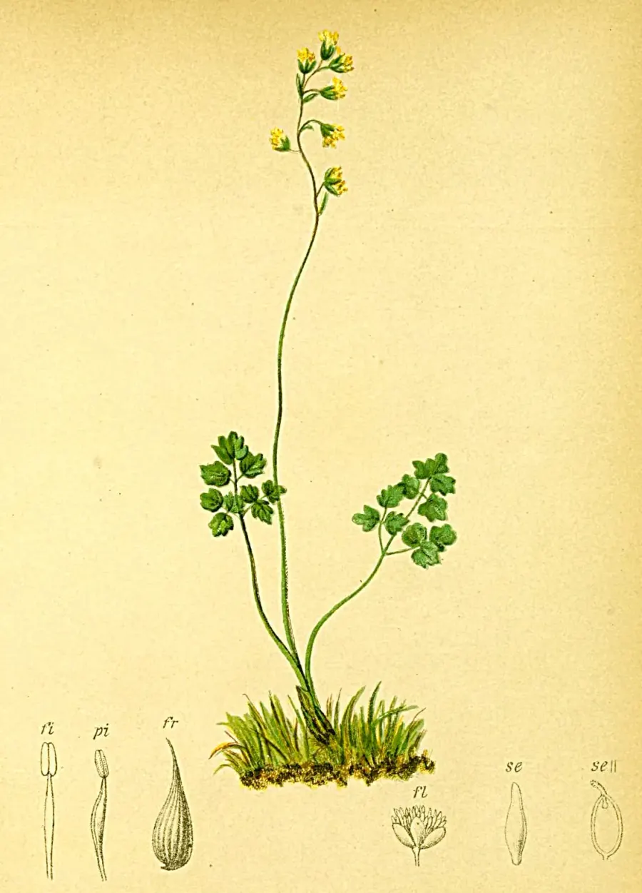 The Thalictrum alpinum card