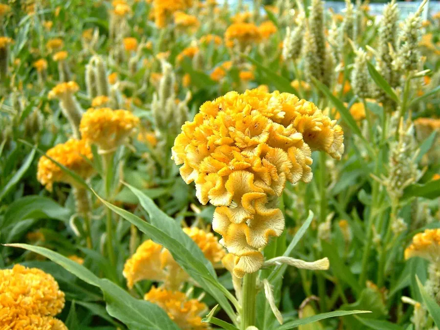 The Celosia cristata card