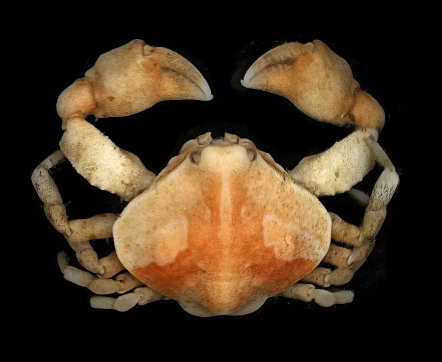 The Leucosiidae card