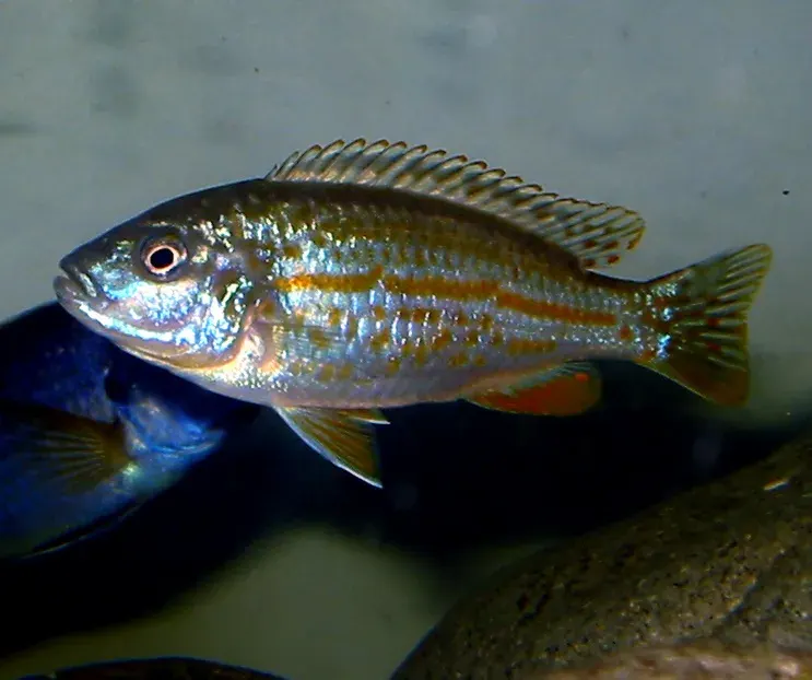 La carte Pseudotropheus joanjohnsonae