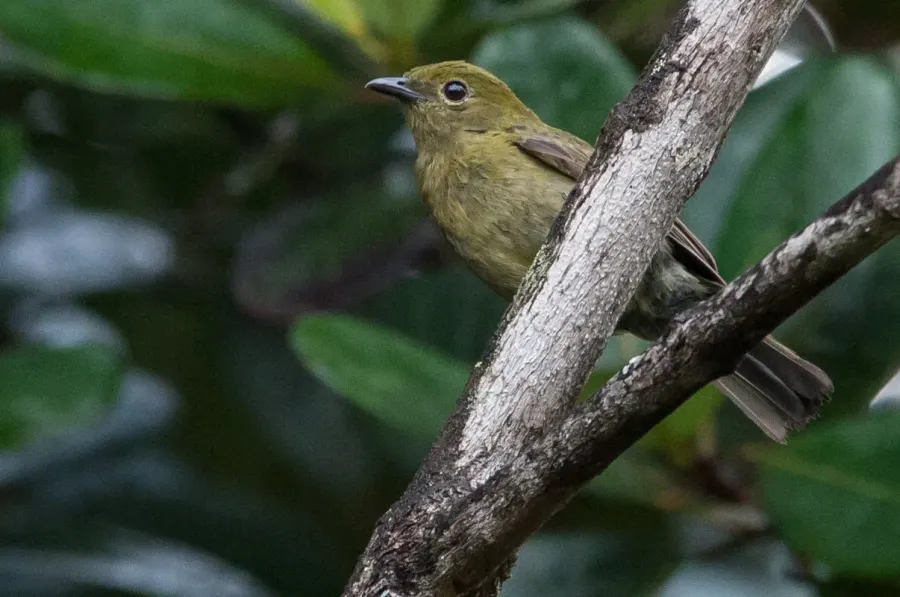 The Olive manakin card
