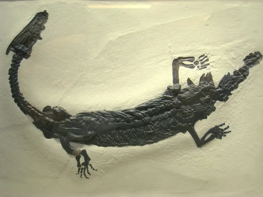 The Lariosaurus card