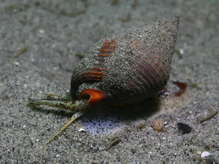 La carte Hypsogastropoda