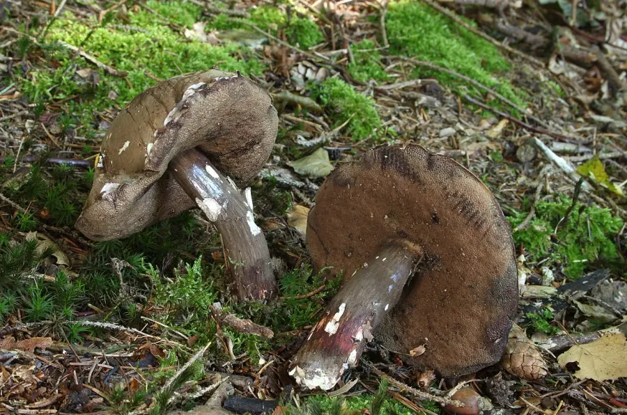 La carte Porphyrellus porphyrosporus