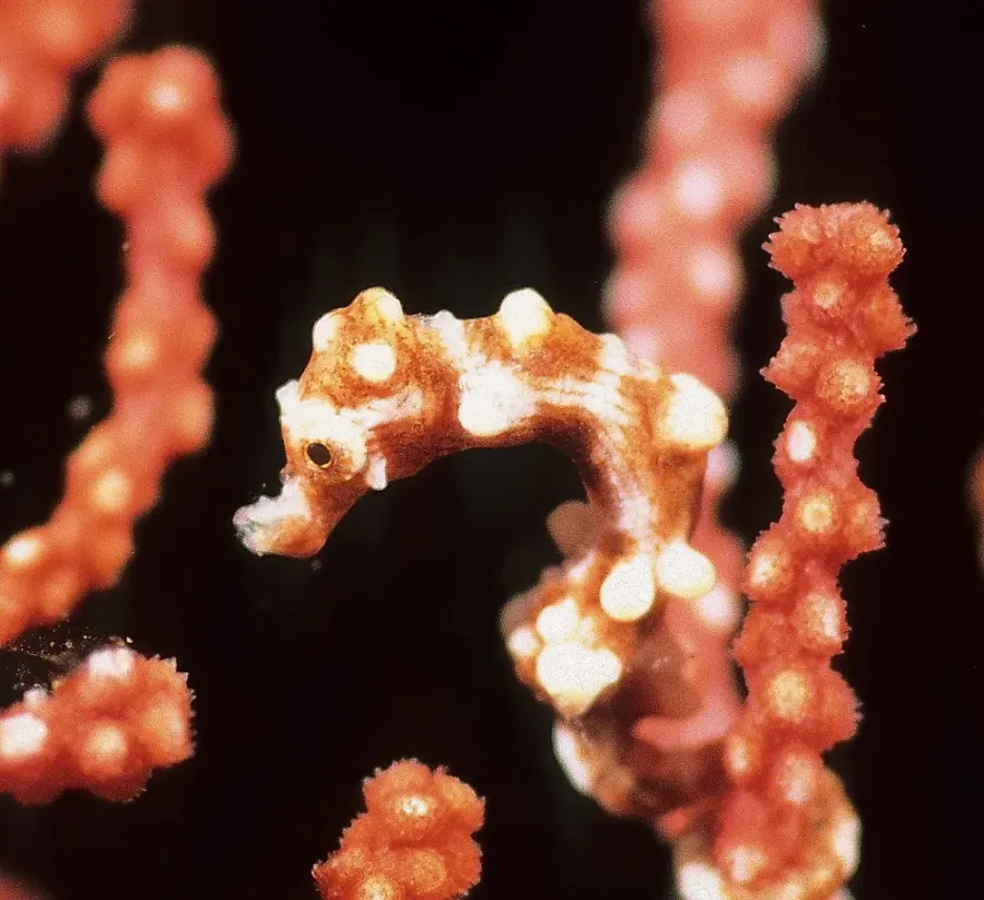 The Denise's pygmy seahorse card