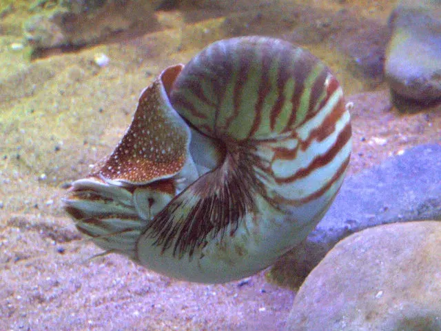La carte Nautilida