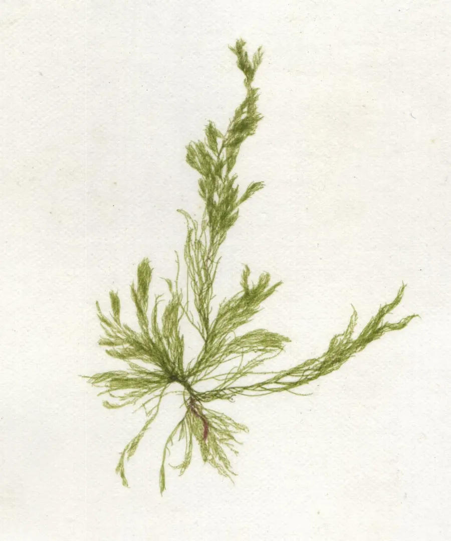 The Cladophorales card