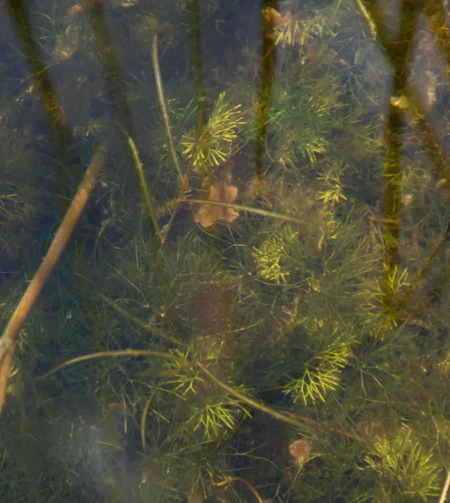 La carte Potamogeton berchtoldii