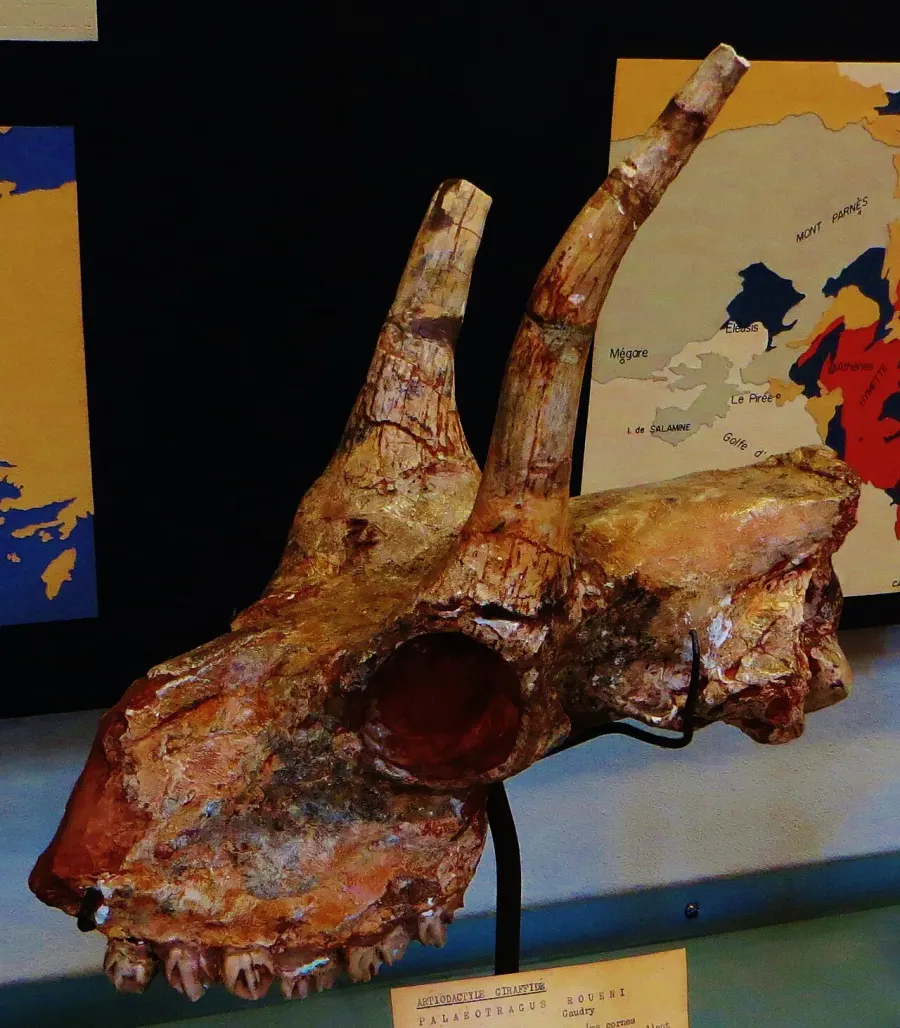 La carte Palaeotragus
