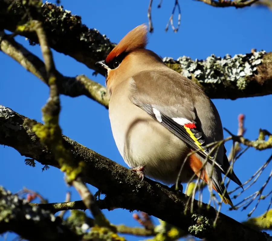 La carte Bombycillidae