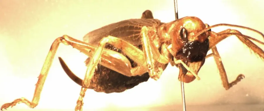 La carte Gryllacrididae