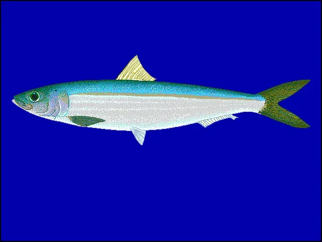 La carte Sardinella