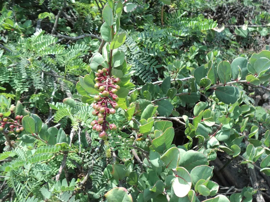 La carte Stegnospermataceae