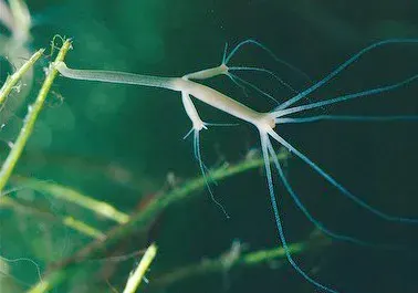 The Hydra oligactis card