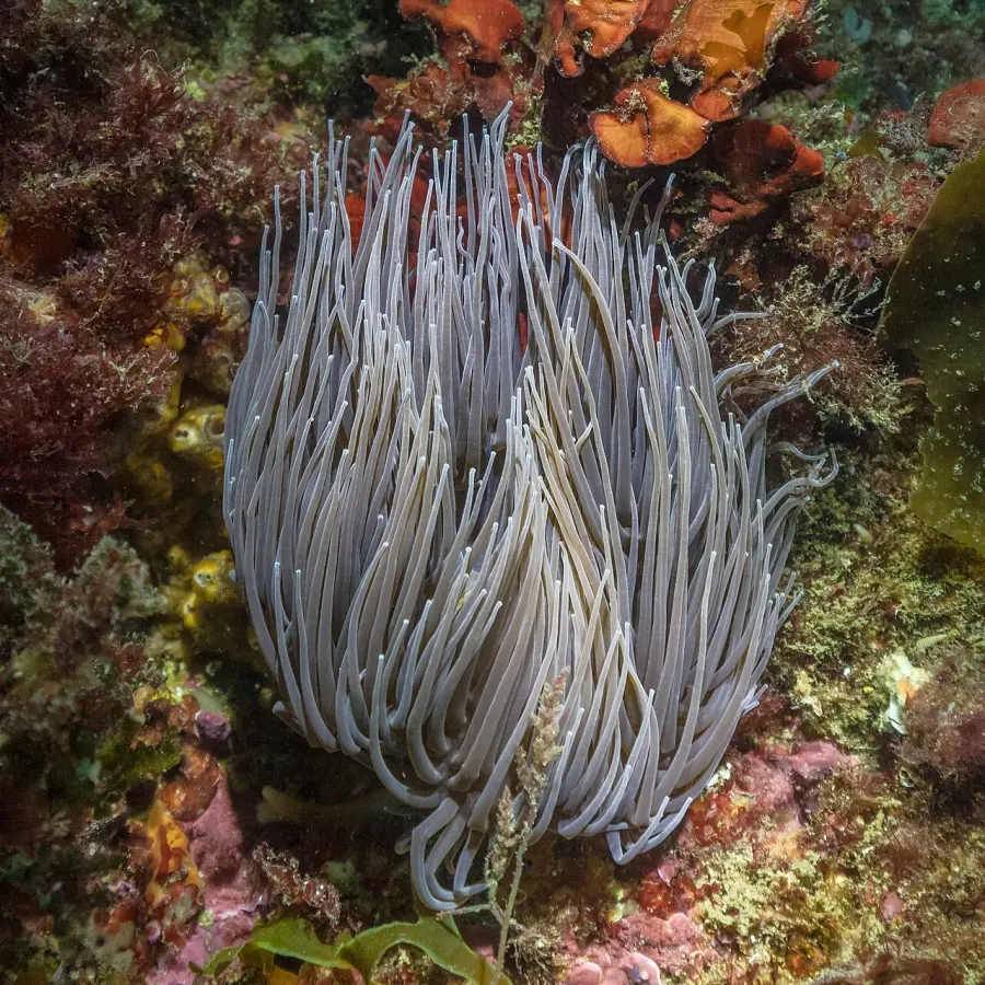 La carte Anemonia viridis