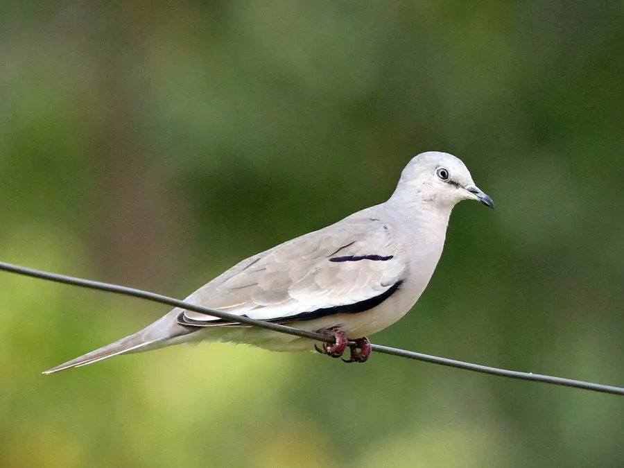 The Picui ground dove card