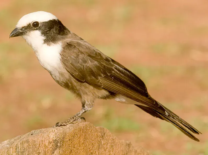 The Southern white-crowned shrike card