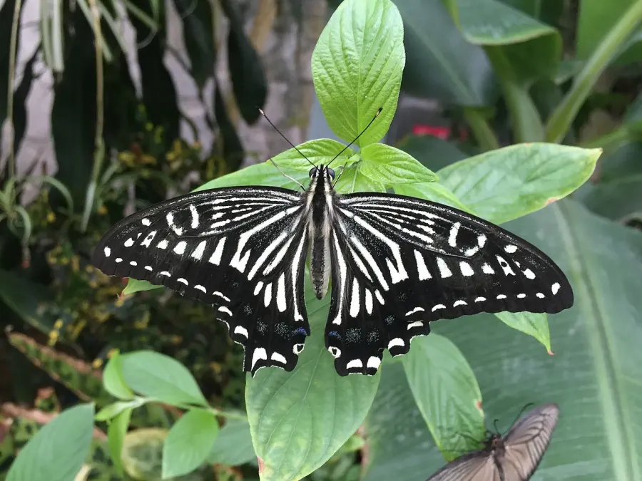 The Butterfly card