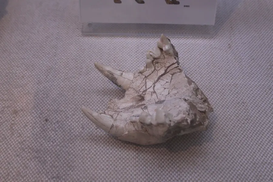 The Panthera palaeosinensis card