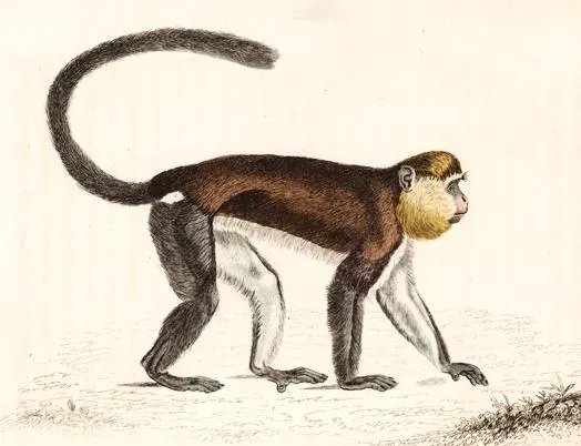 La carte Cercopithecus mona