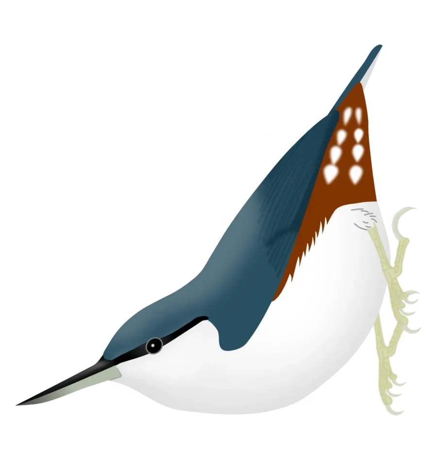 The Siberian nuthatch card