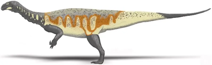The Plateosauridae card