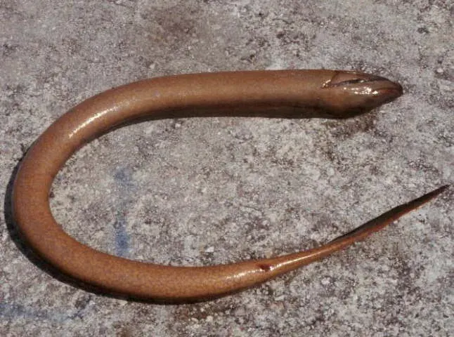 La carte Synbranchiformes