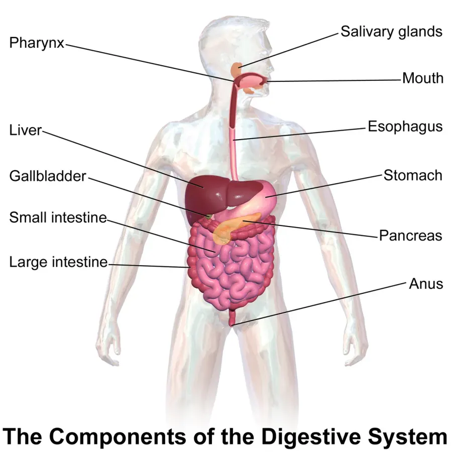 La carte Digestion