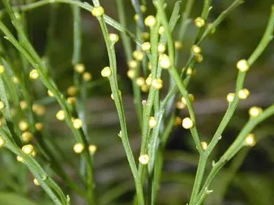 La carte Psilotum nudum