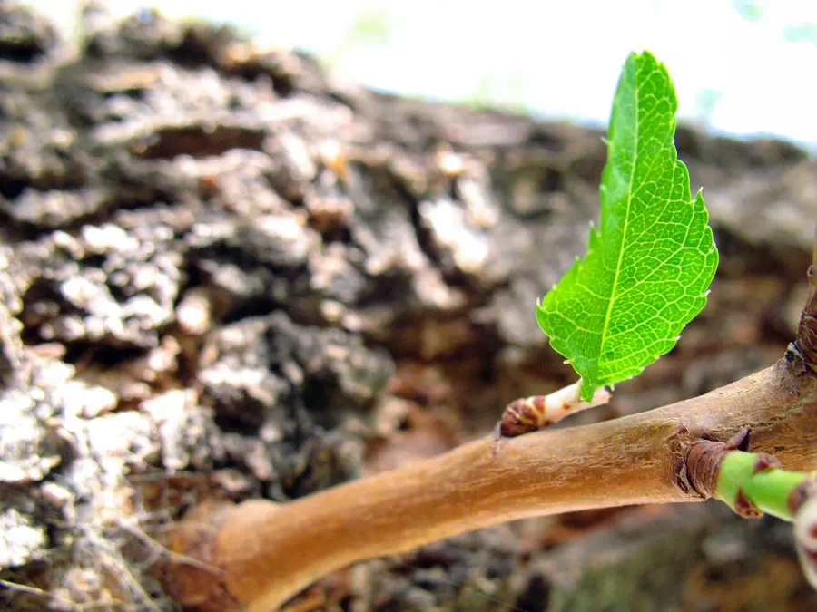 The Photosynthesis card