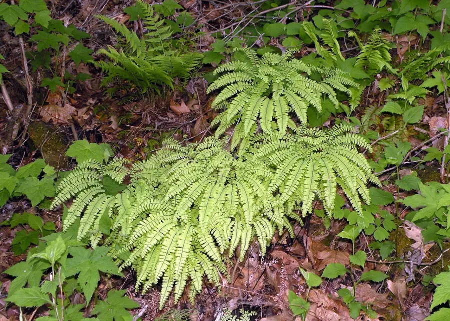The Adiantum pedatum card