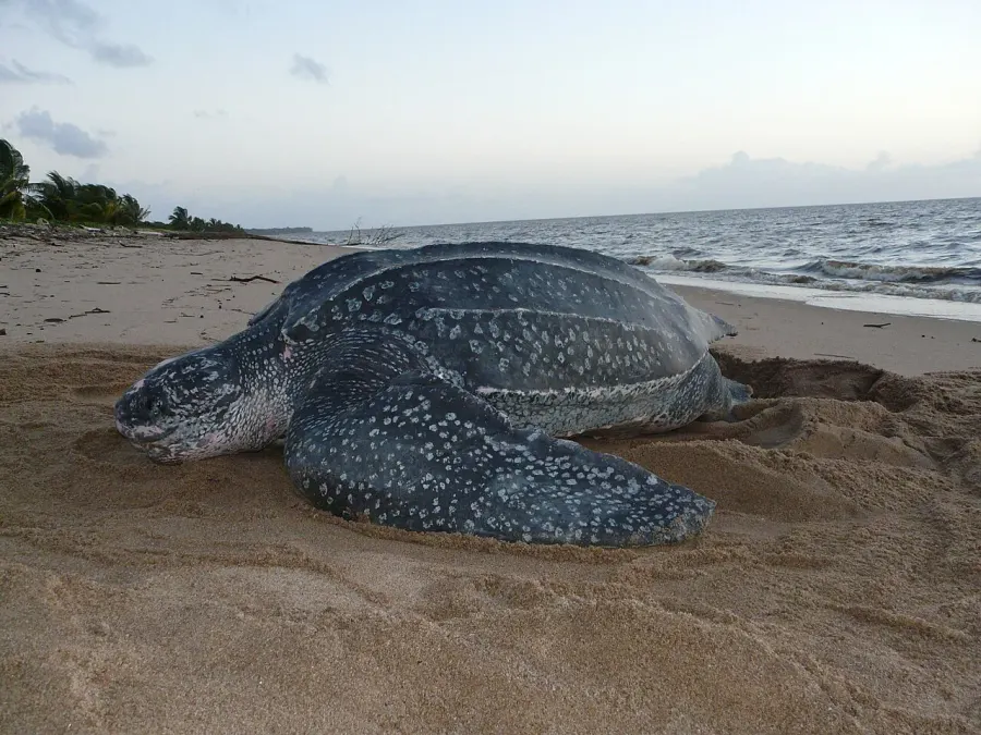 La carte Tortue luth