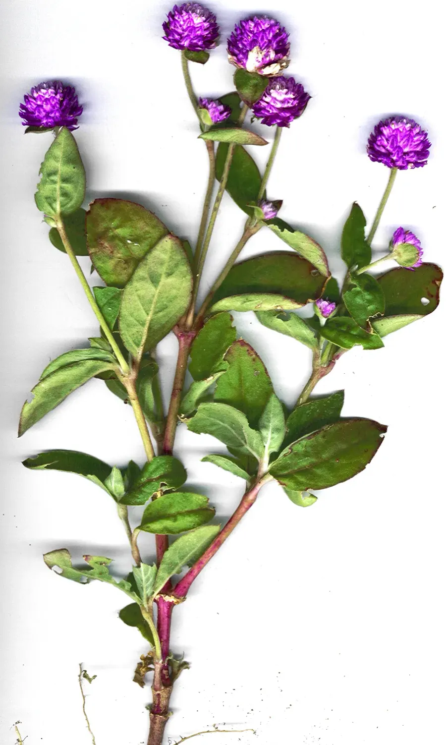 La carte Gomphrena globosa