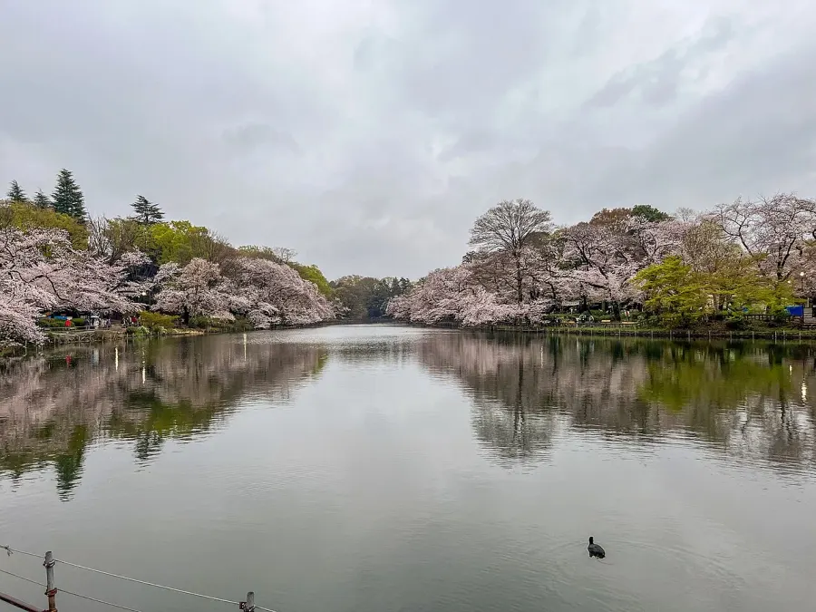 The Inokashira Park card