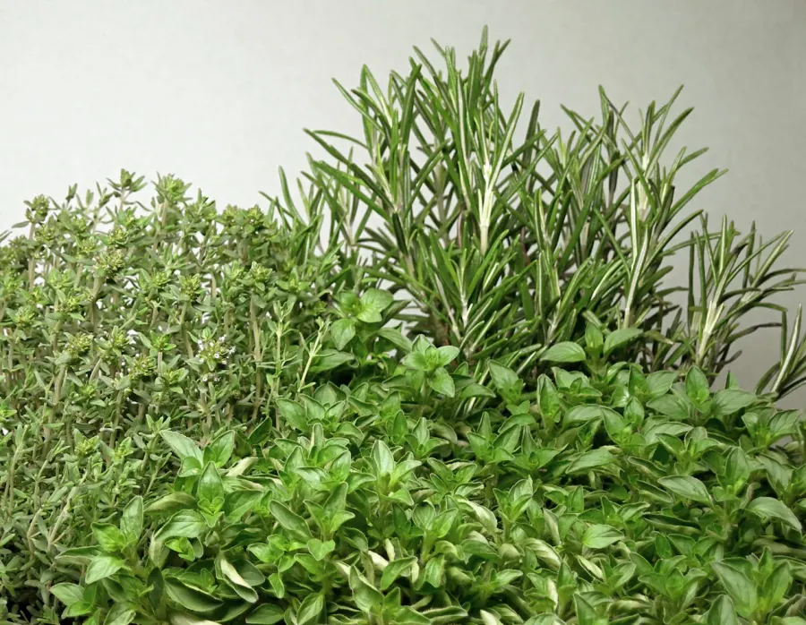 La carte Herbe aromatique