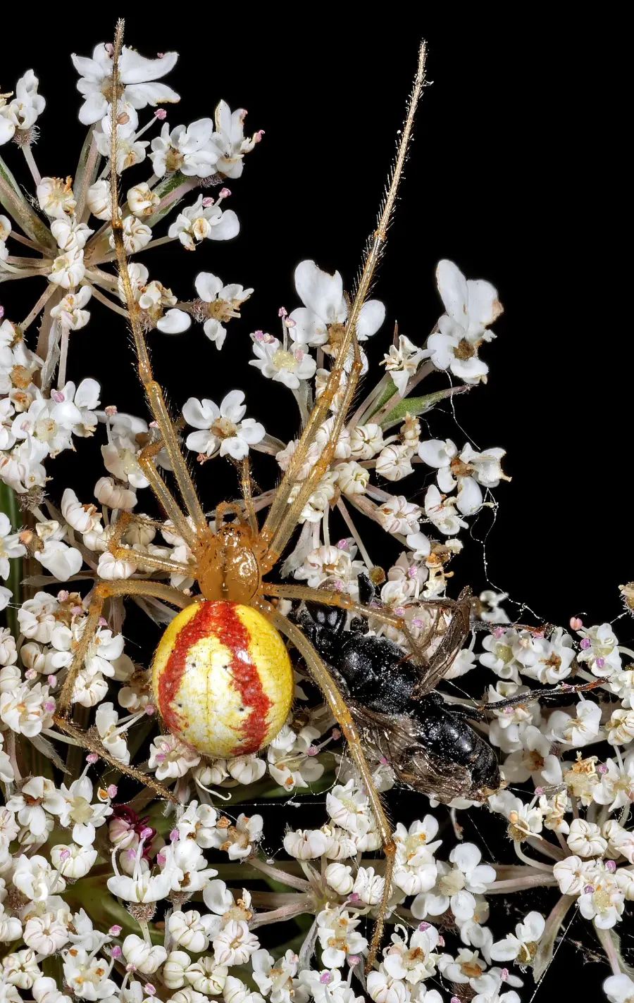 The Theridiidae card