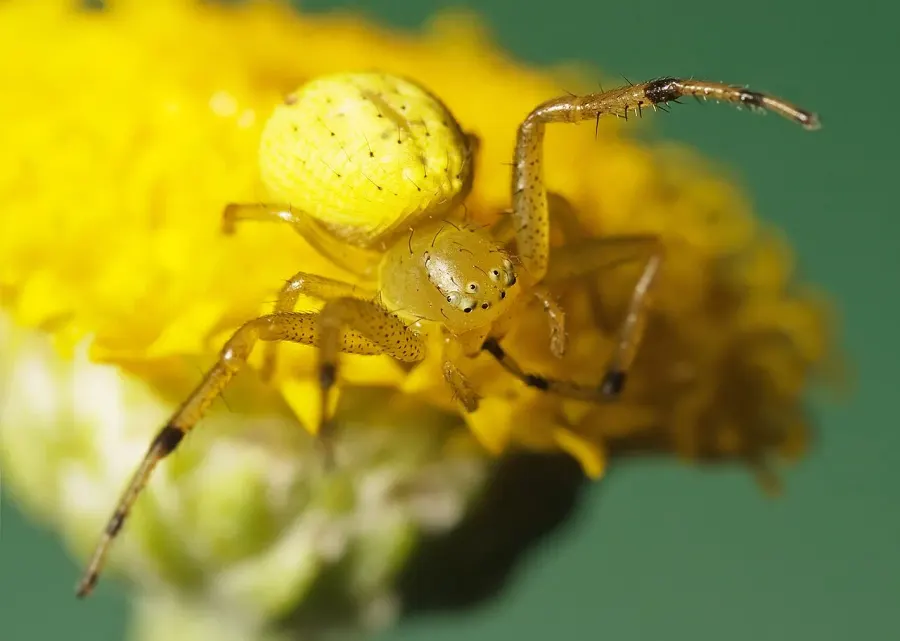 La carte Thomisidae